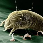 動物や虫などから感染する?! ベクター感染の代表的なウイルス・細菌とは?