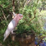 人獣共通感染症のオウム病の原因となる細菌とは?人間が感染すると!?