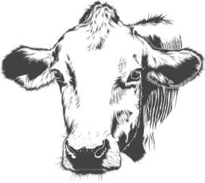 牛や人間が狂牛病(BSE)を発症するメカニズムや症状とは!?