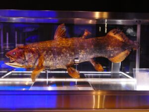 【驚愕】シーラカンスがインド洋で生け捕りに！?