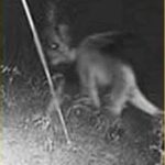 【衝撃】世界を震撼させたUMA(未確認動物)7選!