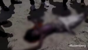 アフリカの海岸で人魚が打ち上げられた映像は本物？フェイク？