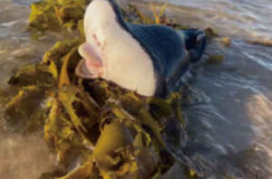 【海外ニュース】世界の不思議ニュース7選！UFO・幽霊・謎の生物の死骸など