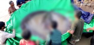 【朗報】カンボジアのメコン川で300キロの超巨大なエイが捕獲されるwww