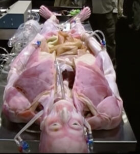 【閲覧注意】絶対に検索してはいけない禁断のワード20連発!!!