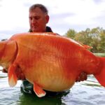 【驚愕】フランスで体重30キロの超巨大な金魚が釣り上げられる!