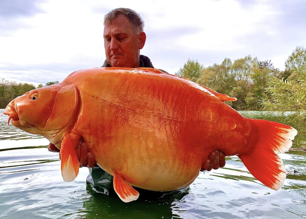 【驚愕】フランスで体重30キロの超巨大な金魚が釣り上げられる！