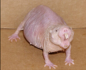 【地球上に存在する不老不死生物3選】人間が永遠の命を得る鍵になるかも!?