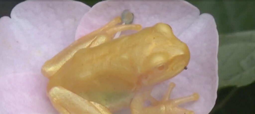 【世界に実在する金色の動物・生物特集】佐渡市で金色のカエルが発見された！？