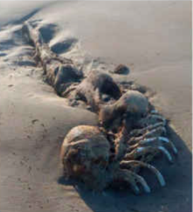 【世界の衝撃ニュース7選】Xでポストしただけで死刑判決!?オーストラリアで見つかった人魚のような生物の死骸ほか