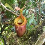 【恐ろしくも美しい食虫植物7選】初心者でも育てやすい食虫植物も紹介〜!