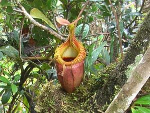 【恐ろしくも美しい食虫植物7選】初心者でも育てやすい食虫植物も紹介〜！