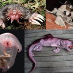 地球上に存在するインパクト大の見た目を持つ動物・生物15連発〜!!