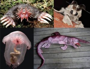 地球上に存在するインパクト大の見た目を持つ動物・生物１5連発〜！！